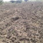 Labour pour planter du manioc et du maïs