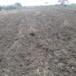 Labour pour planter du manioc et du maïs