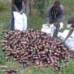 Récolte d'aubergines