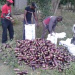 Récolte d'aubergines