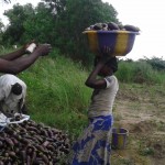 Récolte d'aubergines