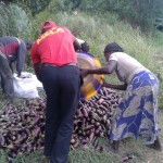 Récolte d'aubergines