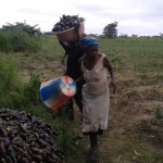 Récolte d'aubergines