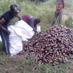 Récolte d'aubergines