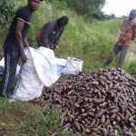 Récolte d'aubergines