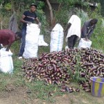 Récolte d'aubergines