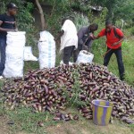 Récolte d'aubergines