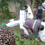 Récolte d'aubergines