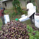 Récolte d'aubergines