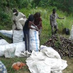 Récolte d'aubergines