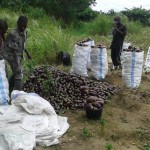 Récolte d'aubergines