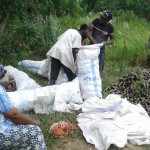 Récolte d'aubergines