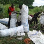 Récolte d'aubergines