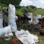 Récolte d'aubergines