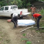 Récolte d'aubergines