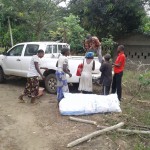 Récolte d'aubergines