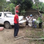 Récolte d'aubergines