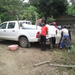 Récolte d'aubergines