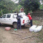 Récolte d'aubergines