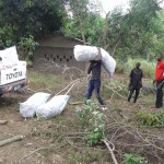 Récolte d'aubergines