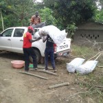 Récolte d'aubergines