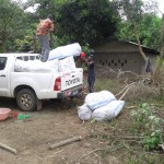 Récolte d'aubergines