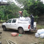 Récolte d'aubergines