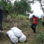 Récolte d'aubergines