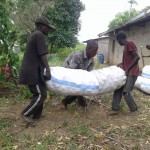 Récolte d'aubergines