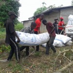 Récolte d'aubergines