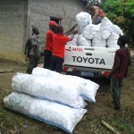 Récolte d'aubergines