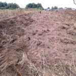 Labour pour planter du manioc et du maïs