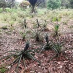 Ananas