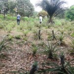 Ananas