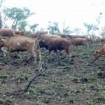 Travaux et élevage à la ferme