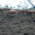 Travaux et élevage à la ferme