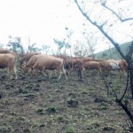Travaux et élevage à la ferme