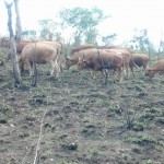 Travaux et élevage à la ferme