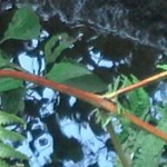 Travaux et élevage à la ferme