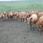 Travaux et élevage à la ferme