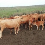 Travaux et élevage à la ferme