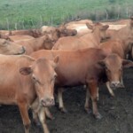Travaux et élevage à la ferme
