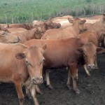 Travaux et élevage à la ferme