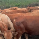 Travaux et élevage à la ferme