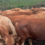 Travaux et élevage à la ferme