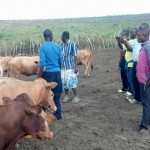 Travaux et élevage à la ferme