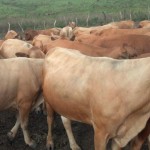 Travaux et élevage à la ferme