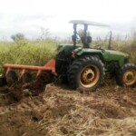 Labour pour planter du manioc et du maïs