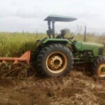 Labour pour planter du manioc et du maïs