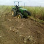 Labour pour planter du manioc et du maïs